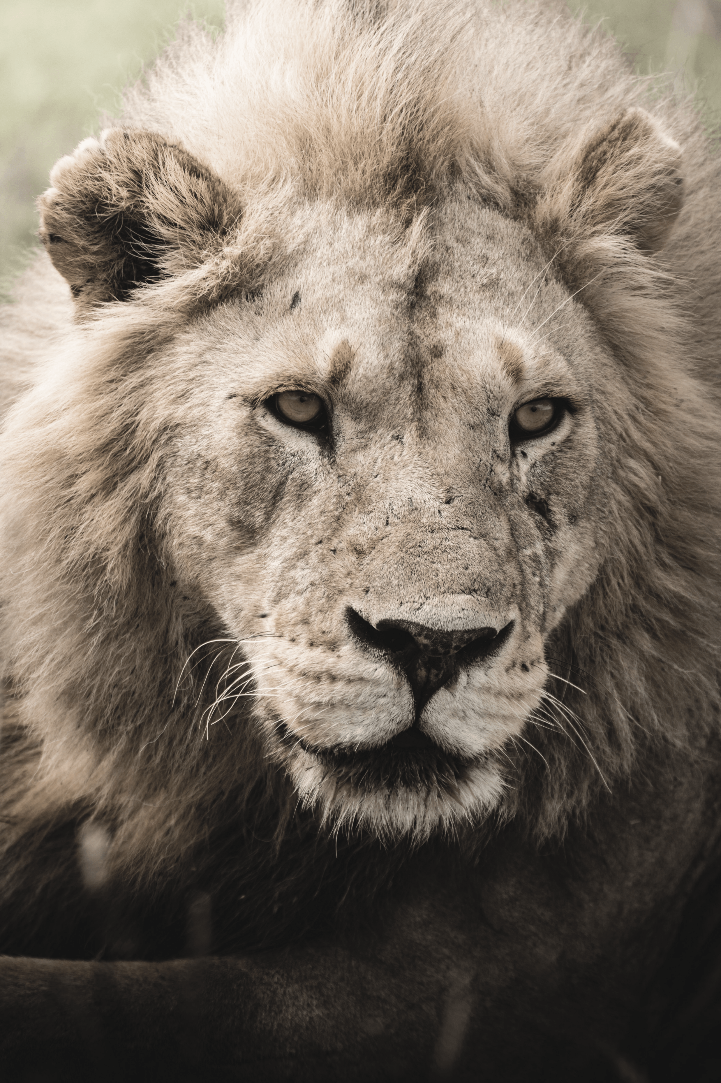 Lion background image