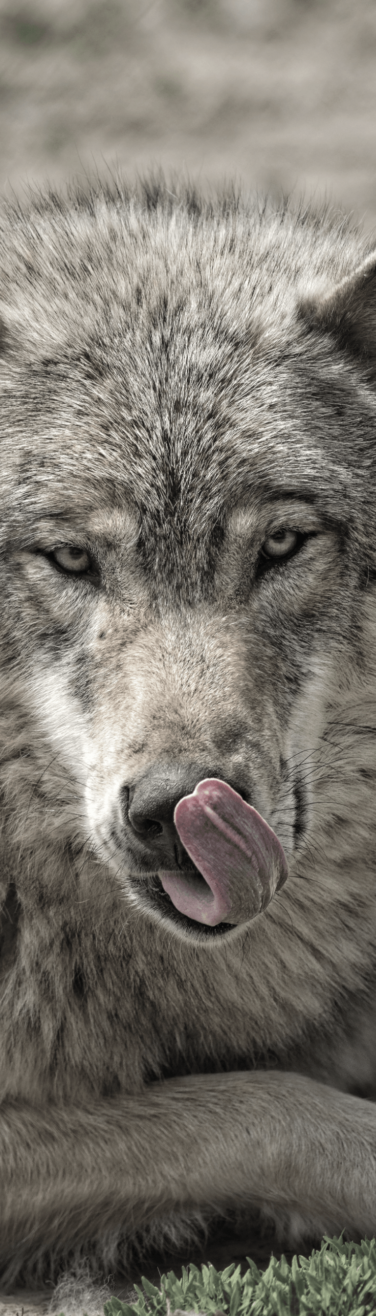 Wolf image